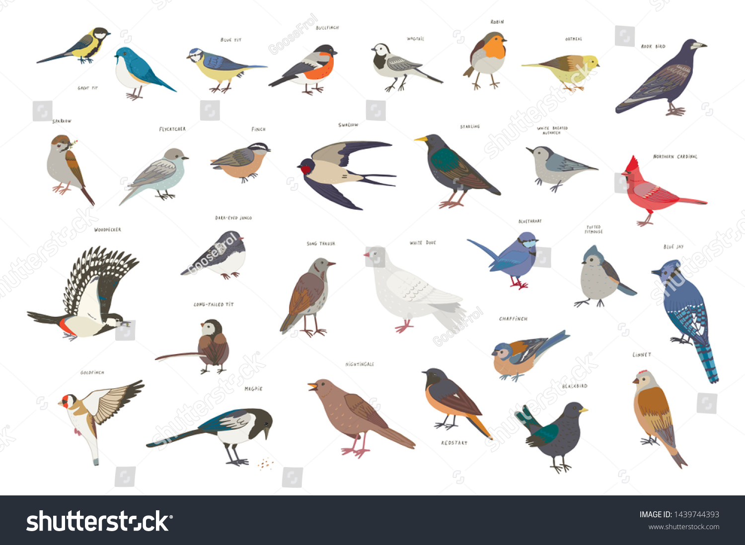 Garden Birds Vector Hand Drawn Illustrations Stock Vector (Royalty Free ...