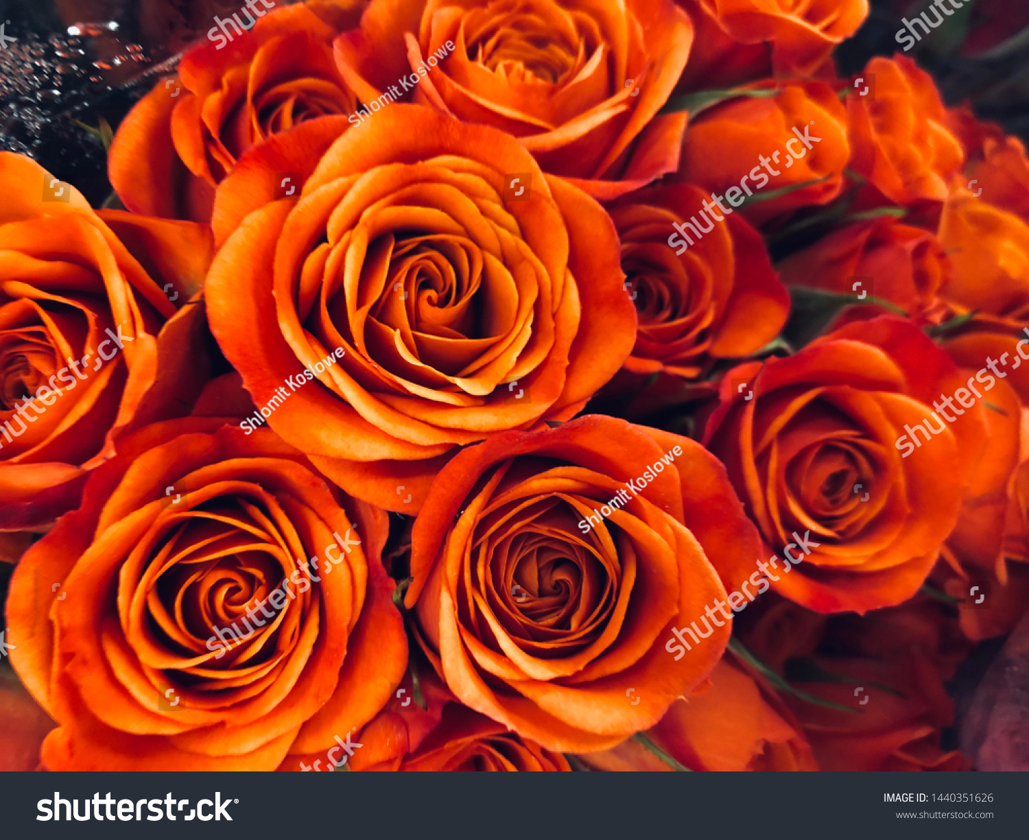 beautiful orange rose wallpaper