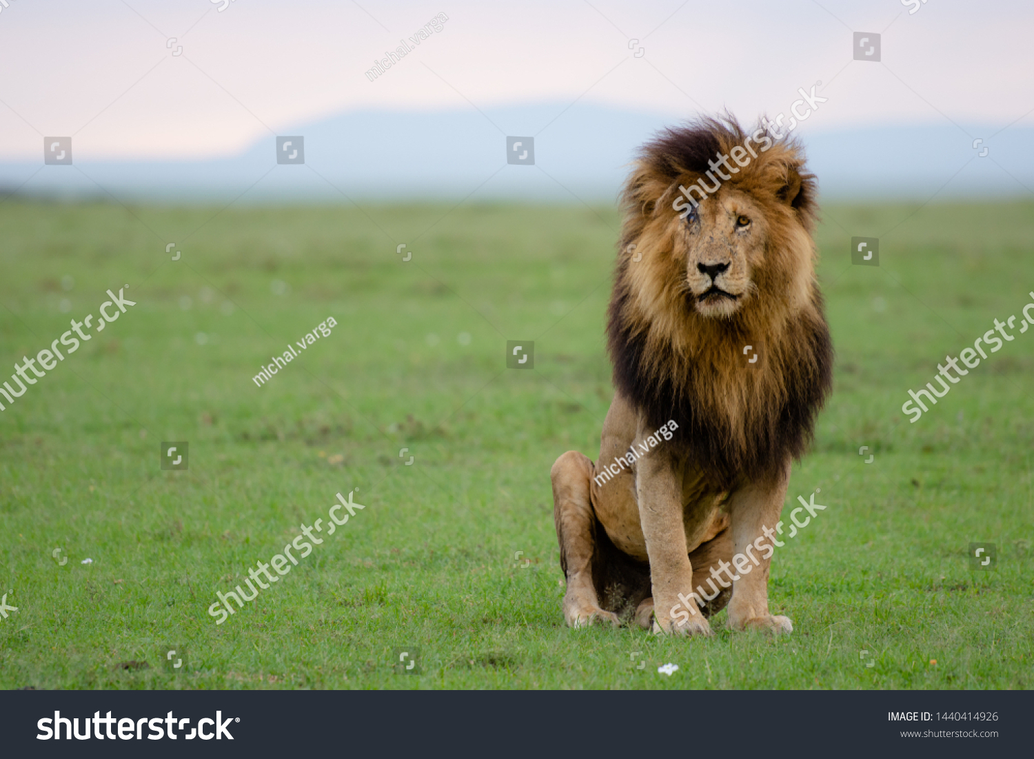 Лев В Шрамах Фото