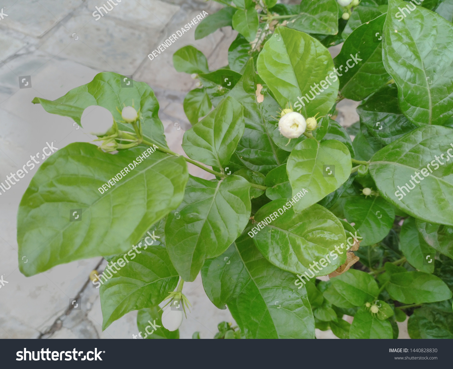 226 Mogra leaf Images, Stock Photos & Vectors | Shutterstock