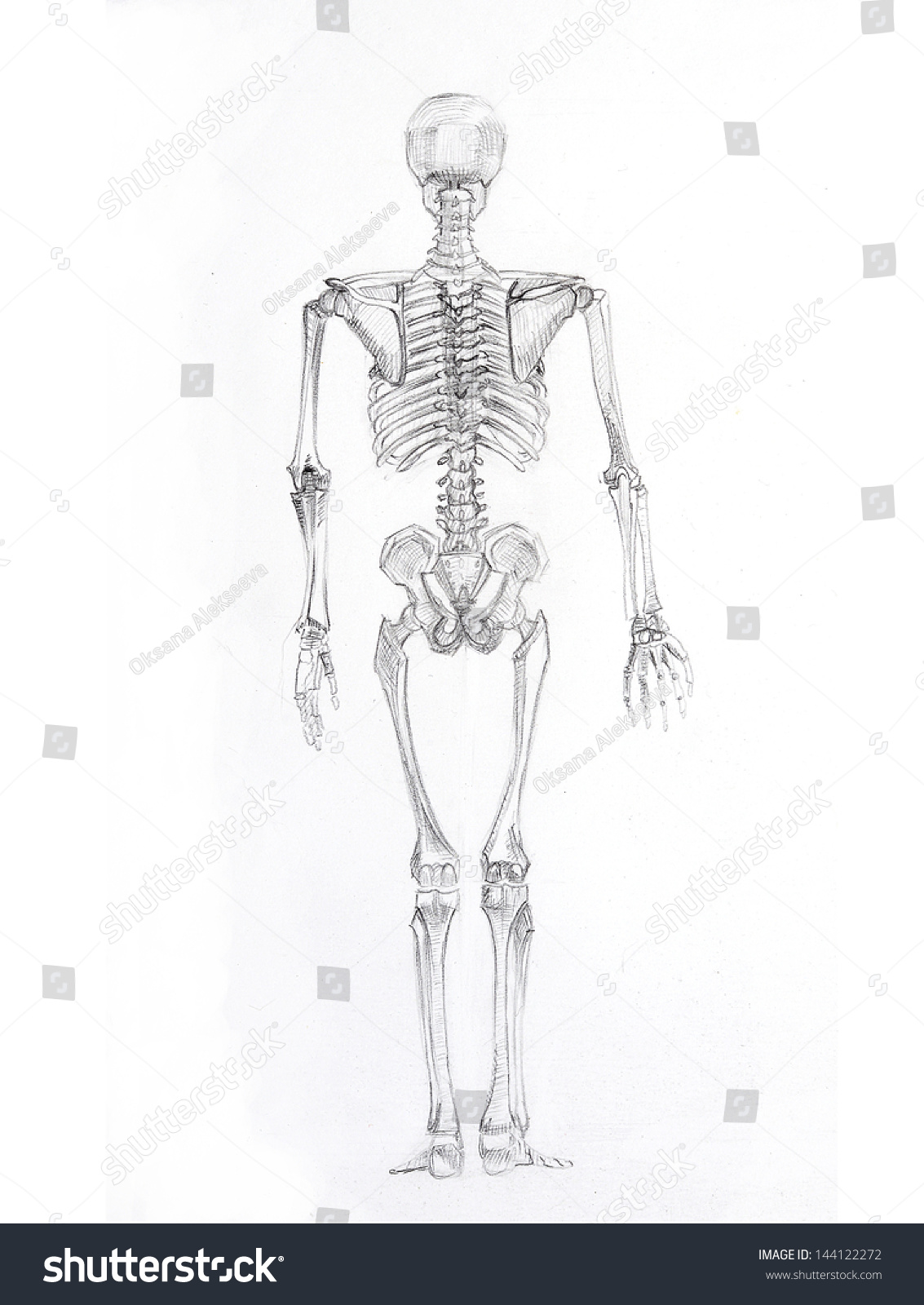 Наброски скелета человека на белом фоне