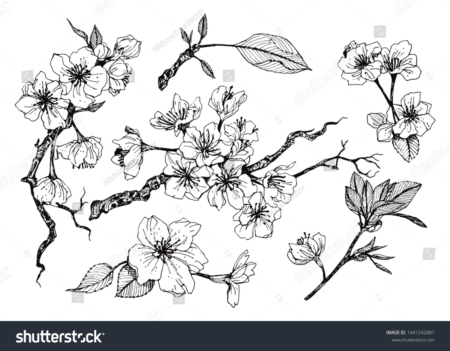 Set Hand Drawn Isolated Sakura Flower Stock Vector (Royalty Free ...