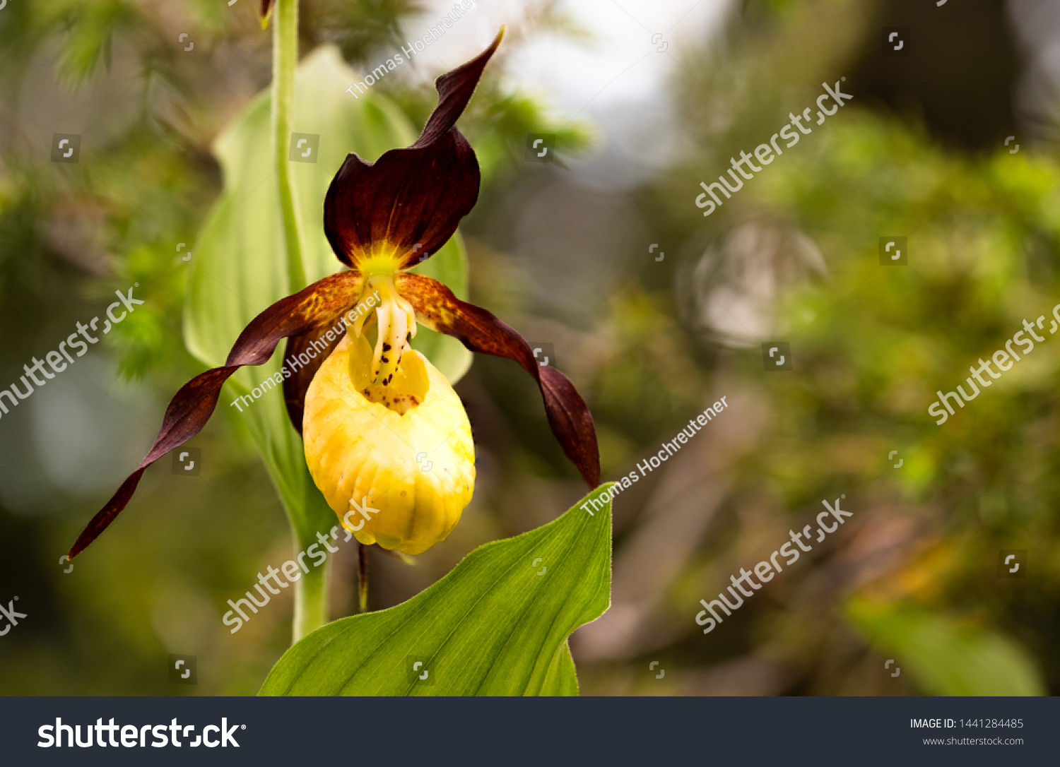 Орхидея Венерин башмачок в природе