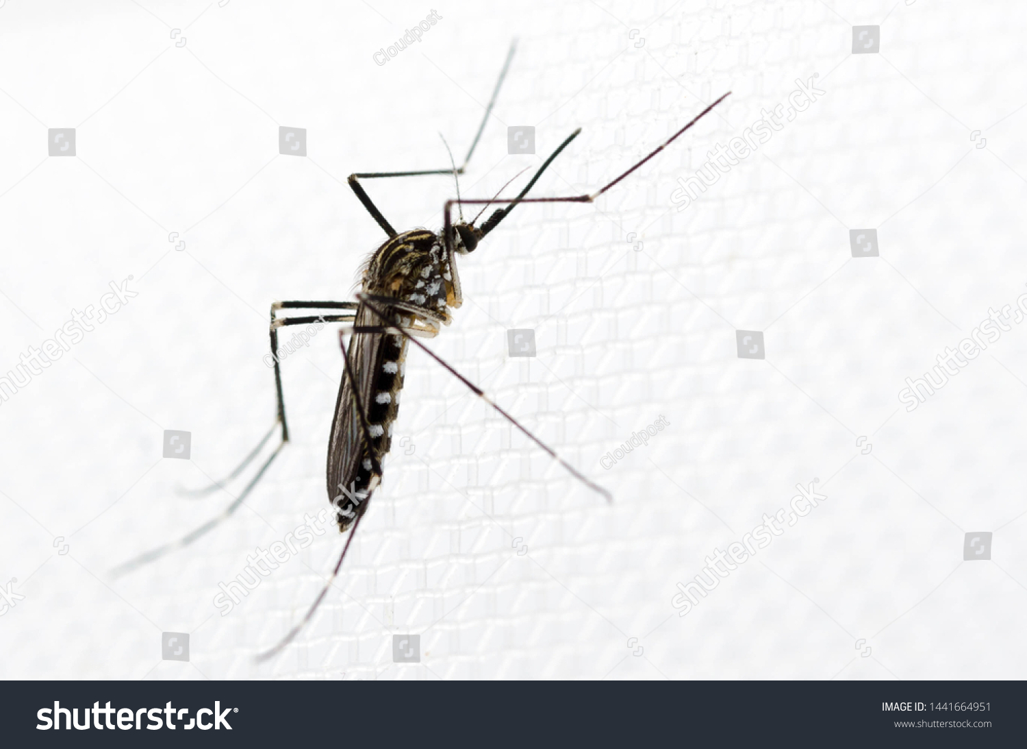 Korean Bush Mosquito Aedes Koreicus Female Stock Photo 1441664951 ...