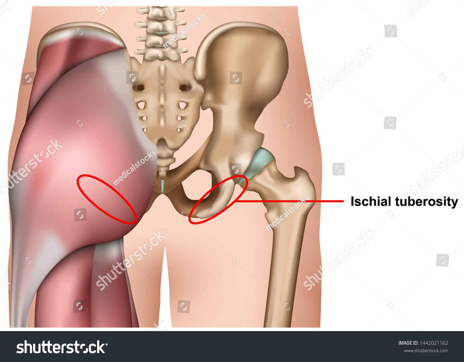 Ischial Tuberosity D Medical Vector Illustration Immagine Vettoriale Stock Royalty Free