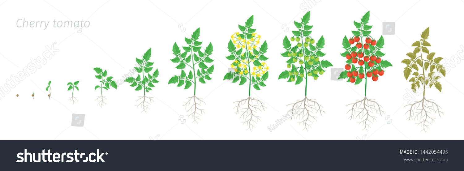 Growth Stages Red Tomato Cherry Plant Stock Vector (Royalty Free ...