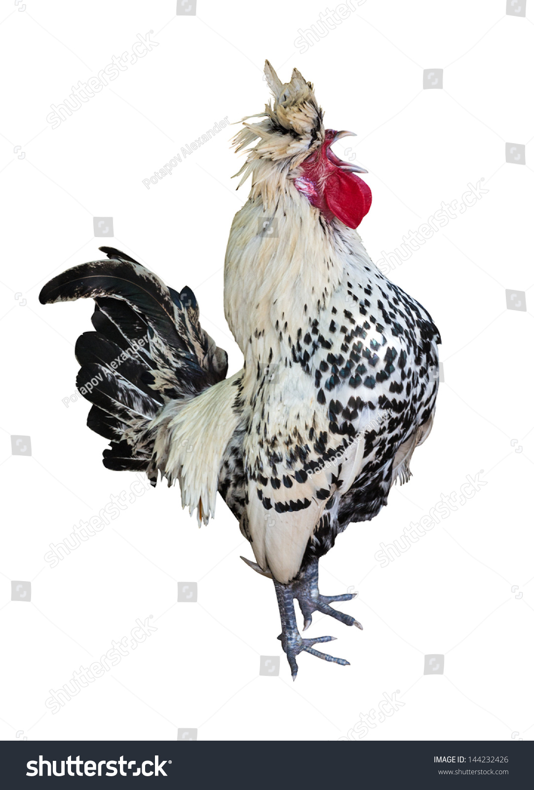 Spotted Rooster Isolated On White Background Stock Photo 144232426 ...