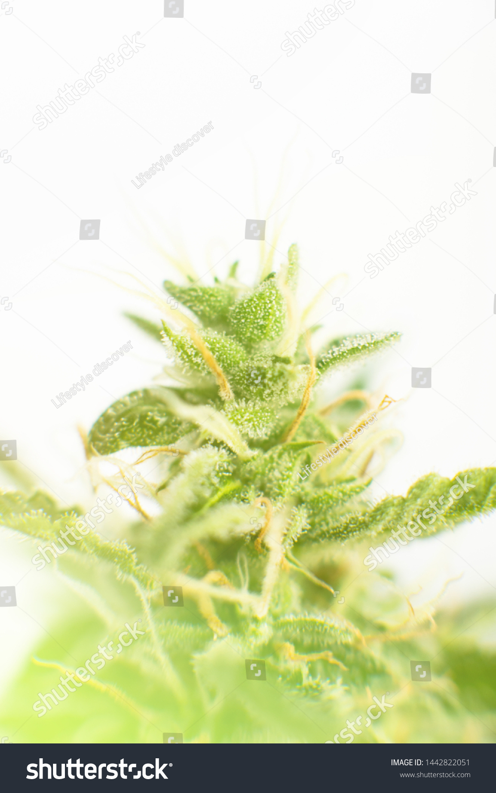 Indica Sativa Medical Universities Cannabis Bud Stock Photo 1442822051 ...