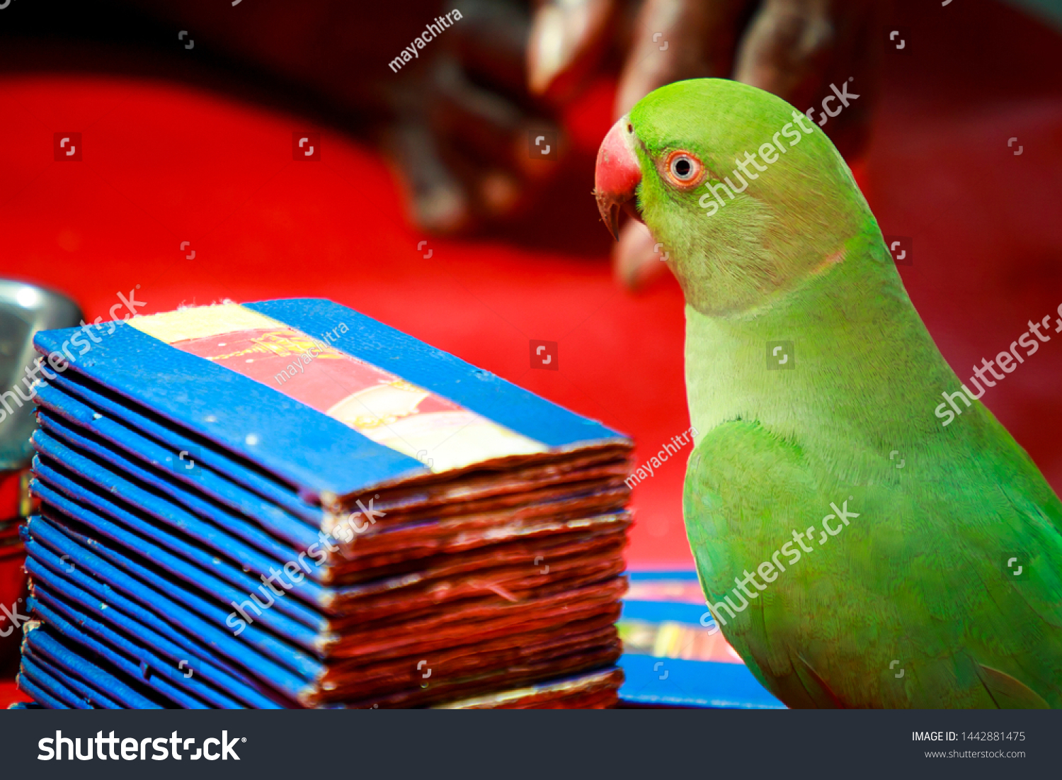Parrot astrology in hindi