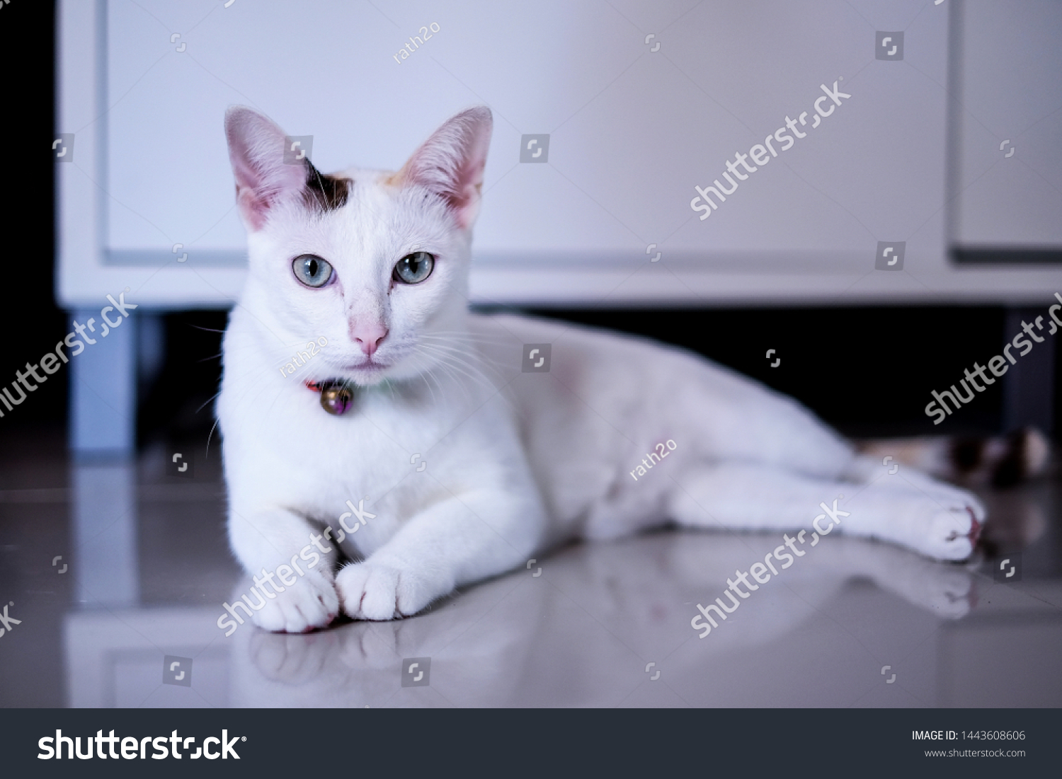 white cat with black spots and green eyes