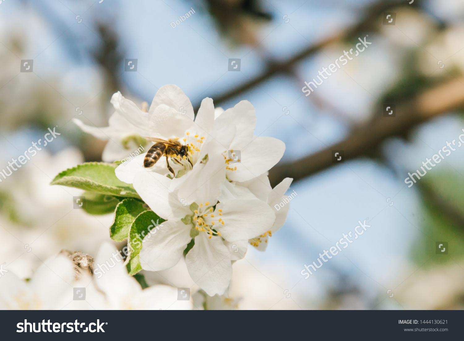 Domesticated Honey Bees Apis Mellifera Carpatica Stock Photo 1444130621 ...