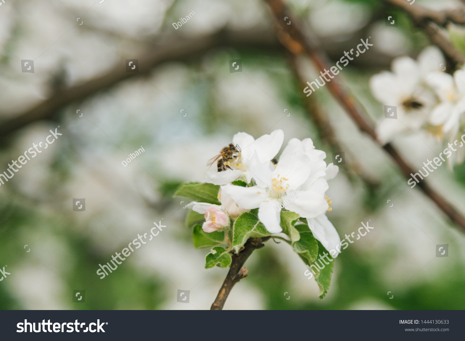 Domesticated Honey Bees Apis Mellifera Carpatica Stock Photo 1444130633 ...