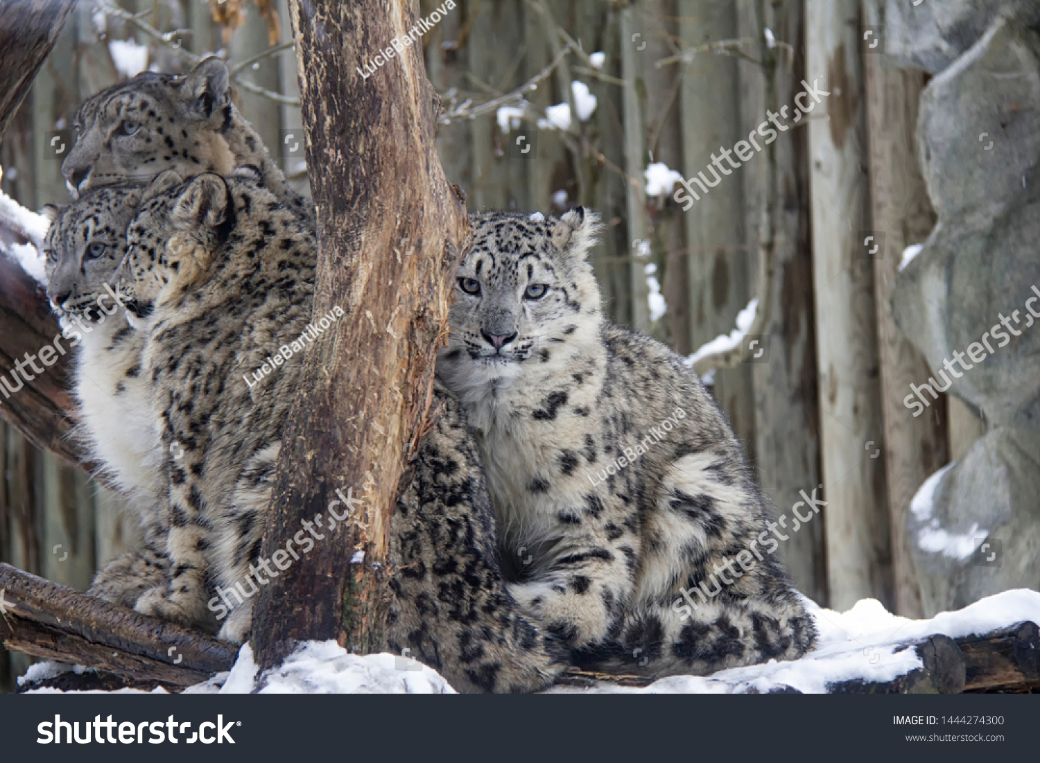 snow leopard cubs with mother