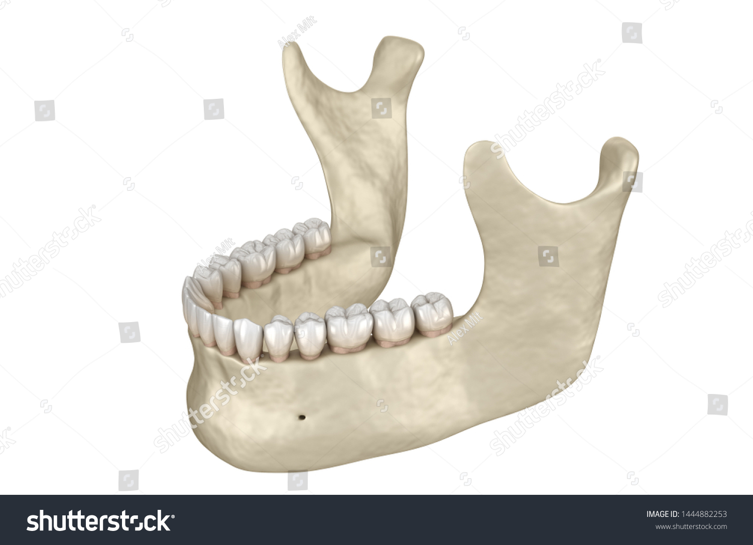 Mandibular Jaw Anatomy 3d Illustration Concept Stock Illustration ...