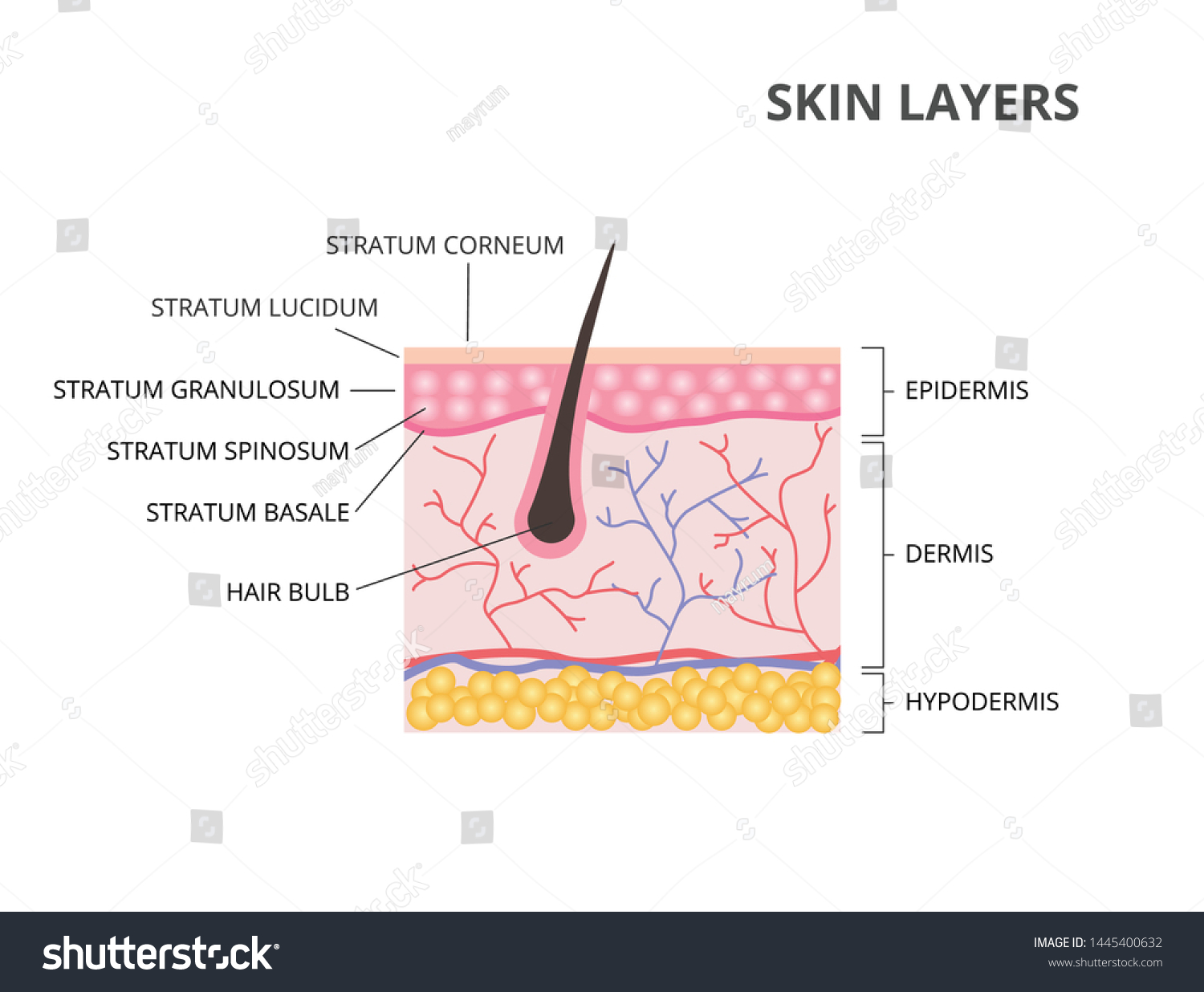 Skin Layers Epidermis Dermis Hypodermis Flat Stock Vector (Royalty Free ...