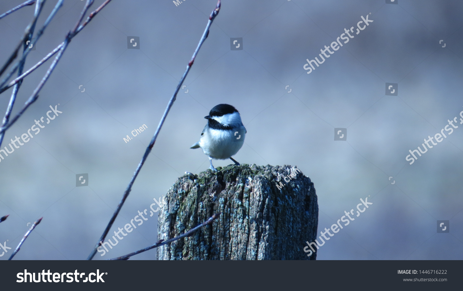 Common Backyard Birds Pennsylvania Stock Photo 1446716222 Shutterstock