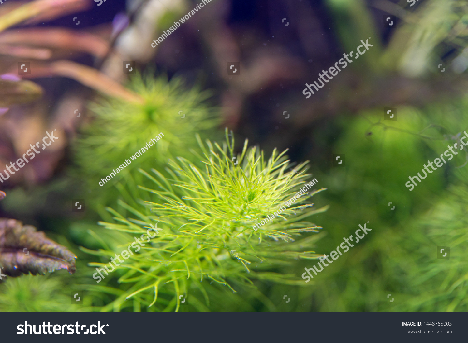 Close Myriophyllum Guyana Aquatic Plants Aquarium Stock Photo ...