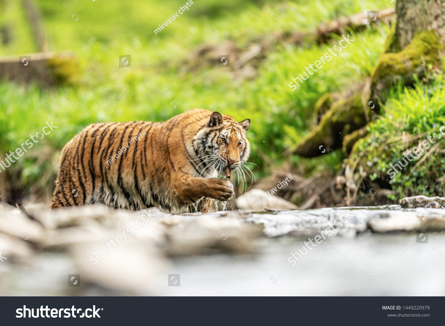 Siberian Tiger Panthera Tigris Altaica Low Stock Photo 1449220979 ...