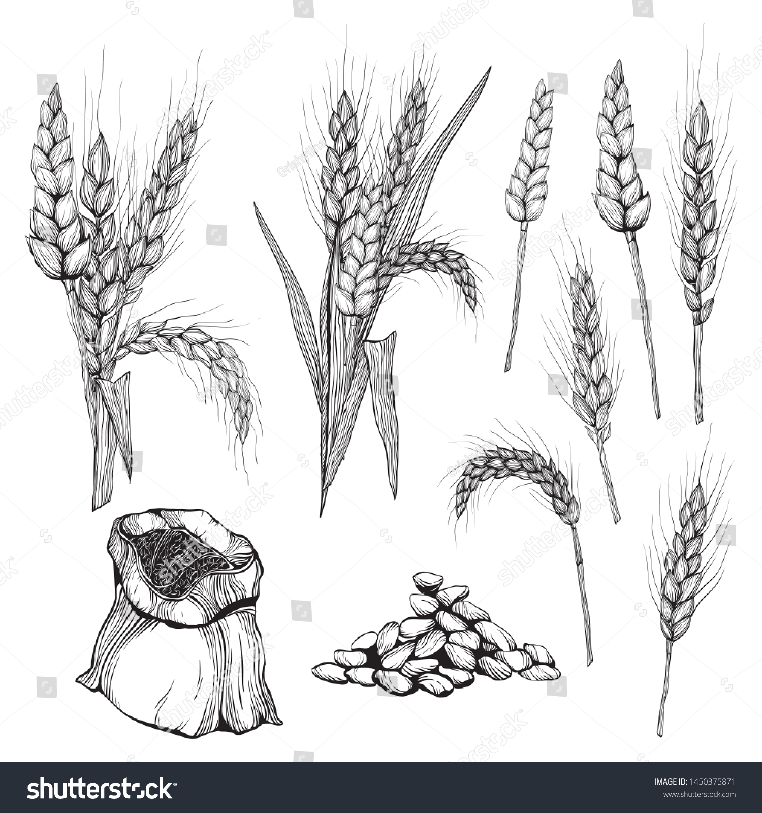 Колосок пшеницы рисунок карандашом