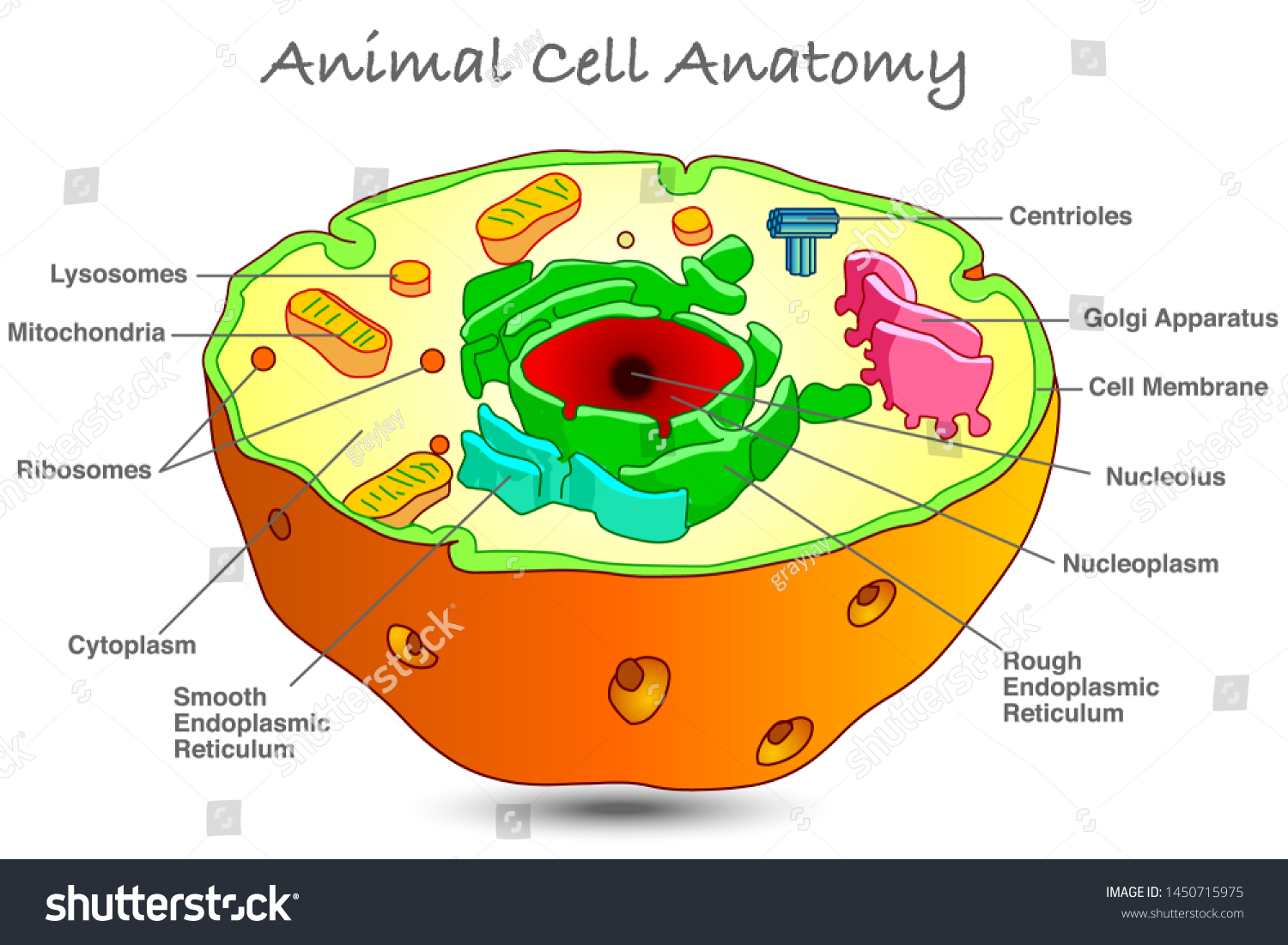 animal-cell-anatomy-annotated-animal-human-stock-vector-royalty-free