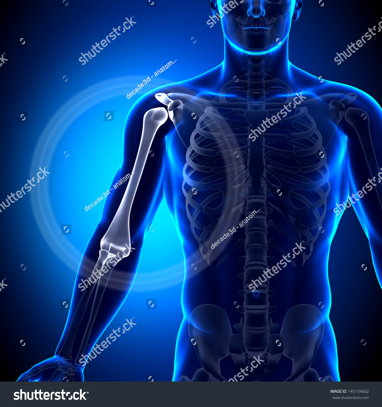 Male Humerus Arm Anatomy Bones Stock Illustration 145154662 | Shutterstock