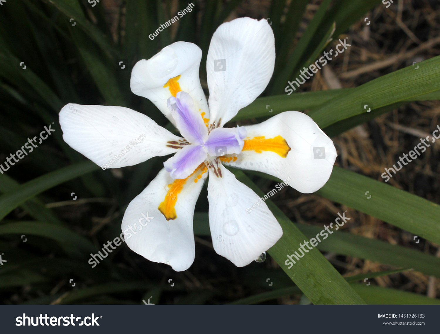 Dietes Grandiflora Large Wild Iris Fairy Stock Photo 1451726183 ...