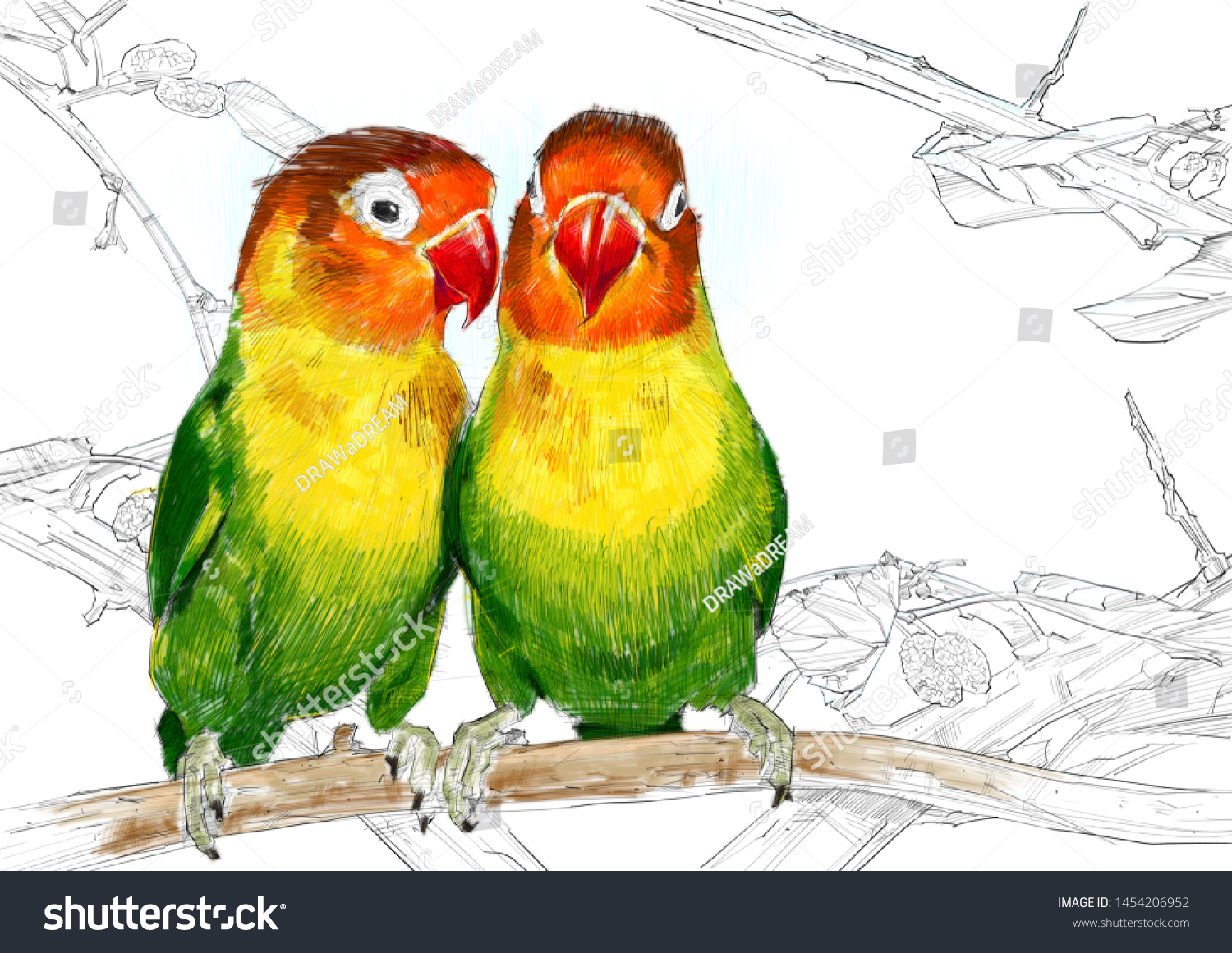 how to draw a lovebird