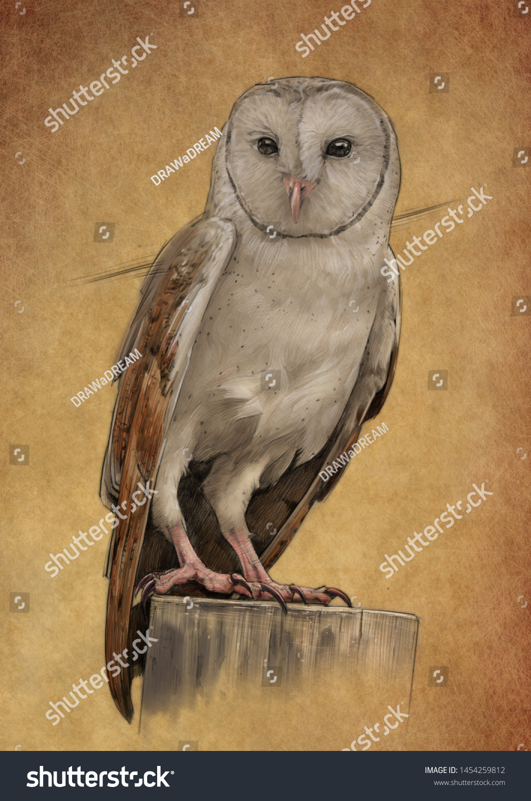 barn owl pencil drawing