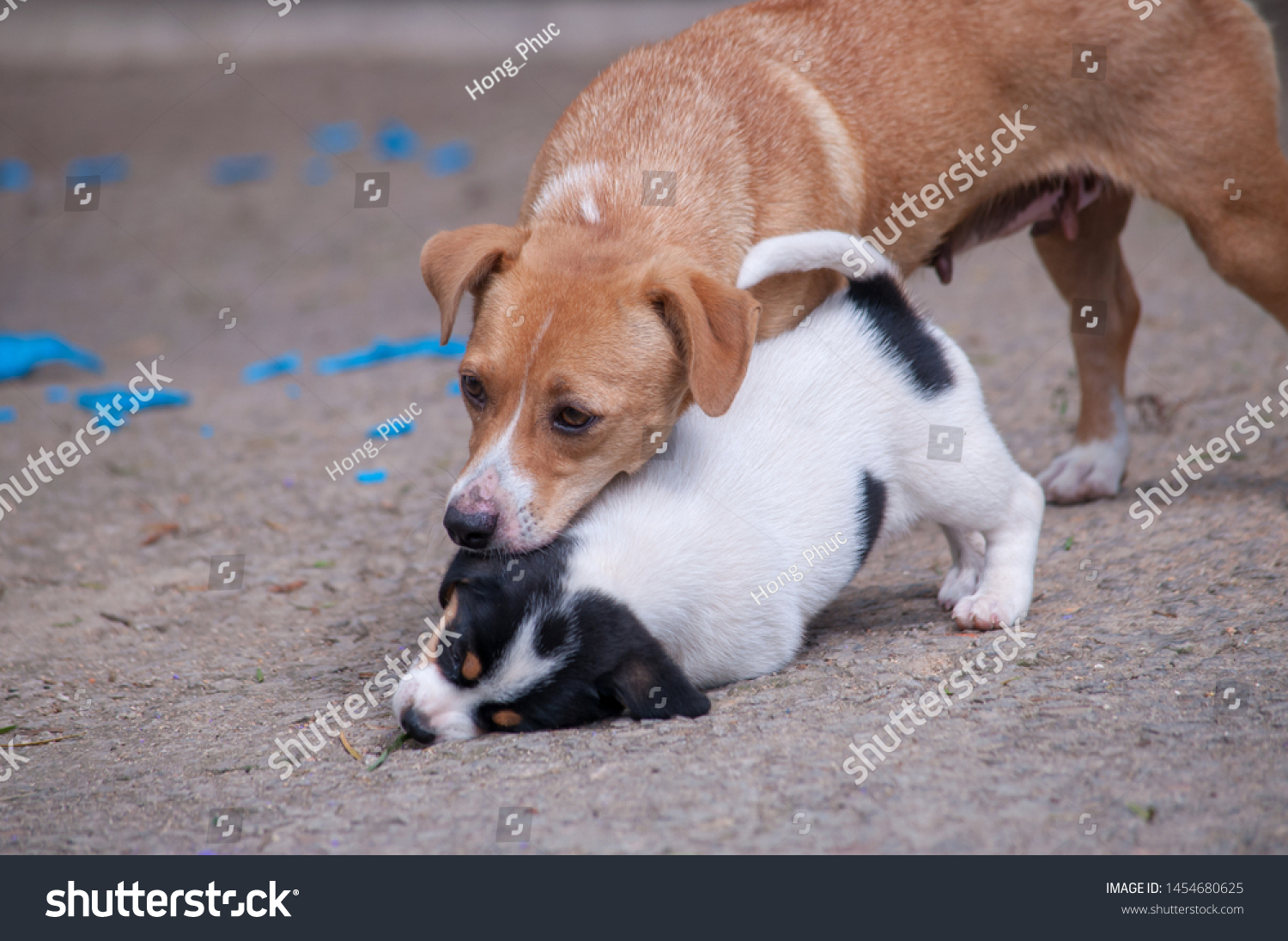 are austrian pinscher noisy