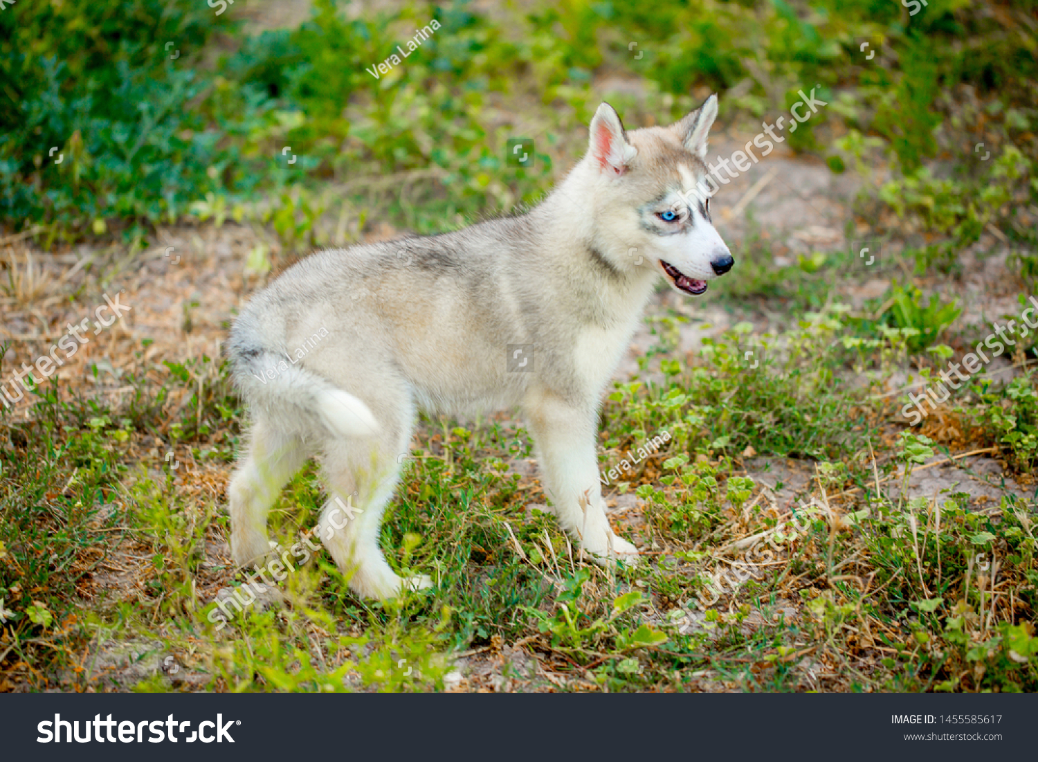 how do you walk a husky puppy