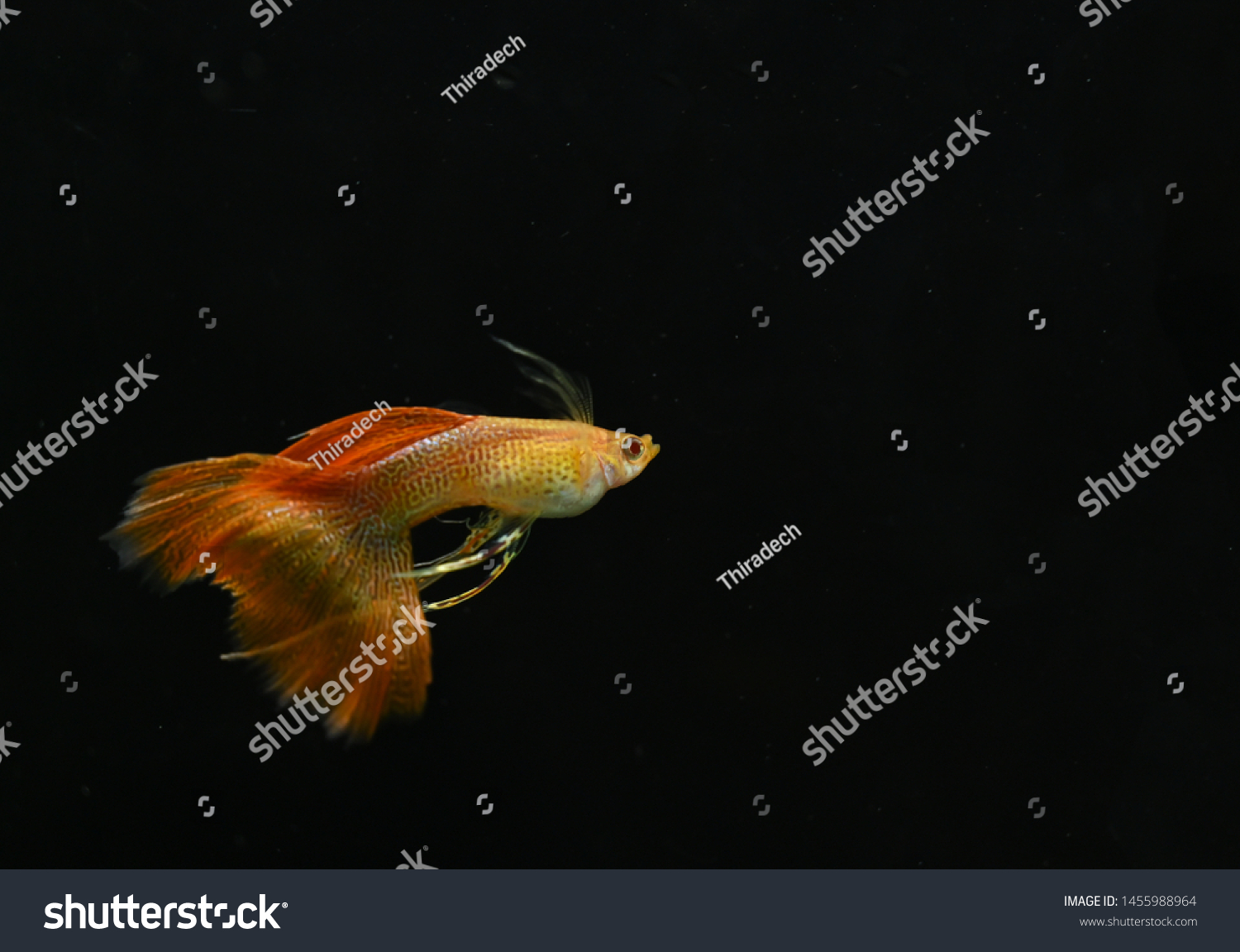 Asian Guppy On Black Background Stock Photo 1455988964 | Shutterstock