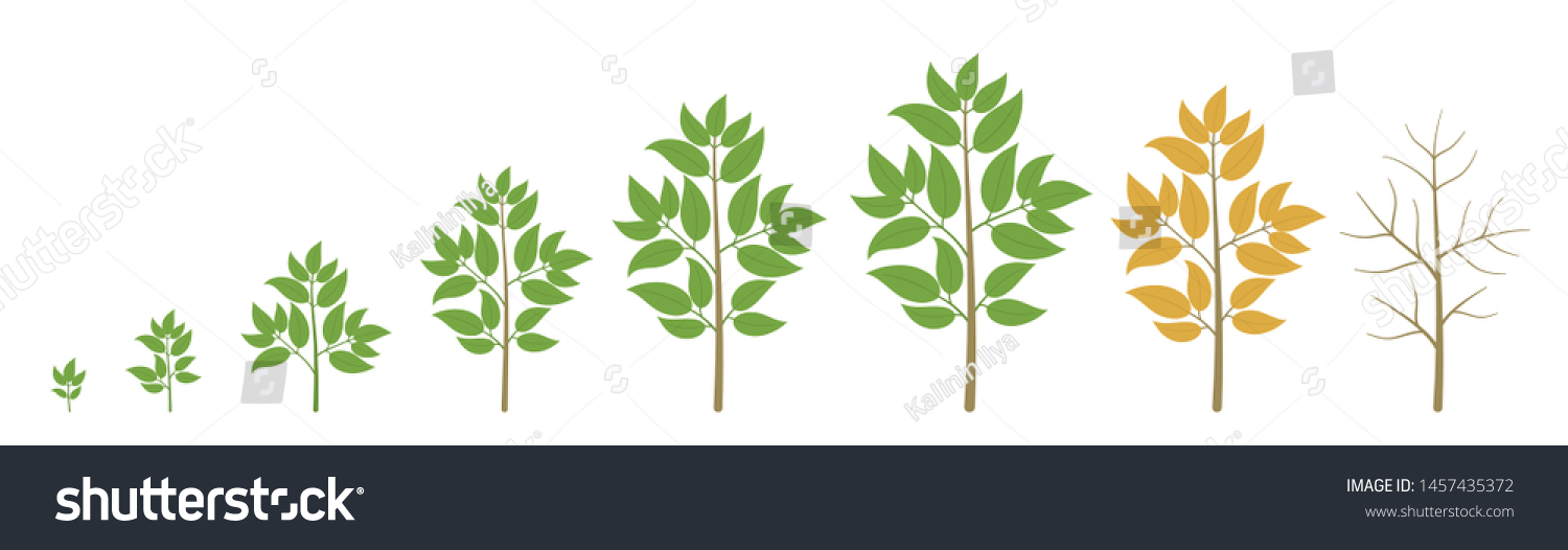 Tree Growth Stages Ripening Period Progression Stock Vector (Royalty ...