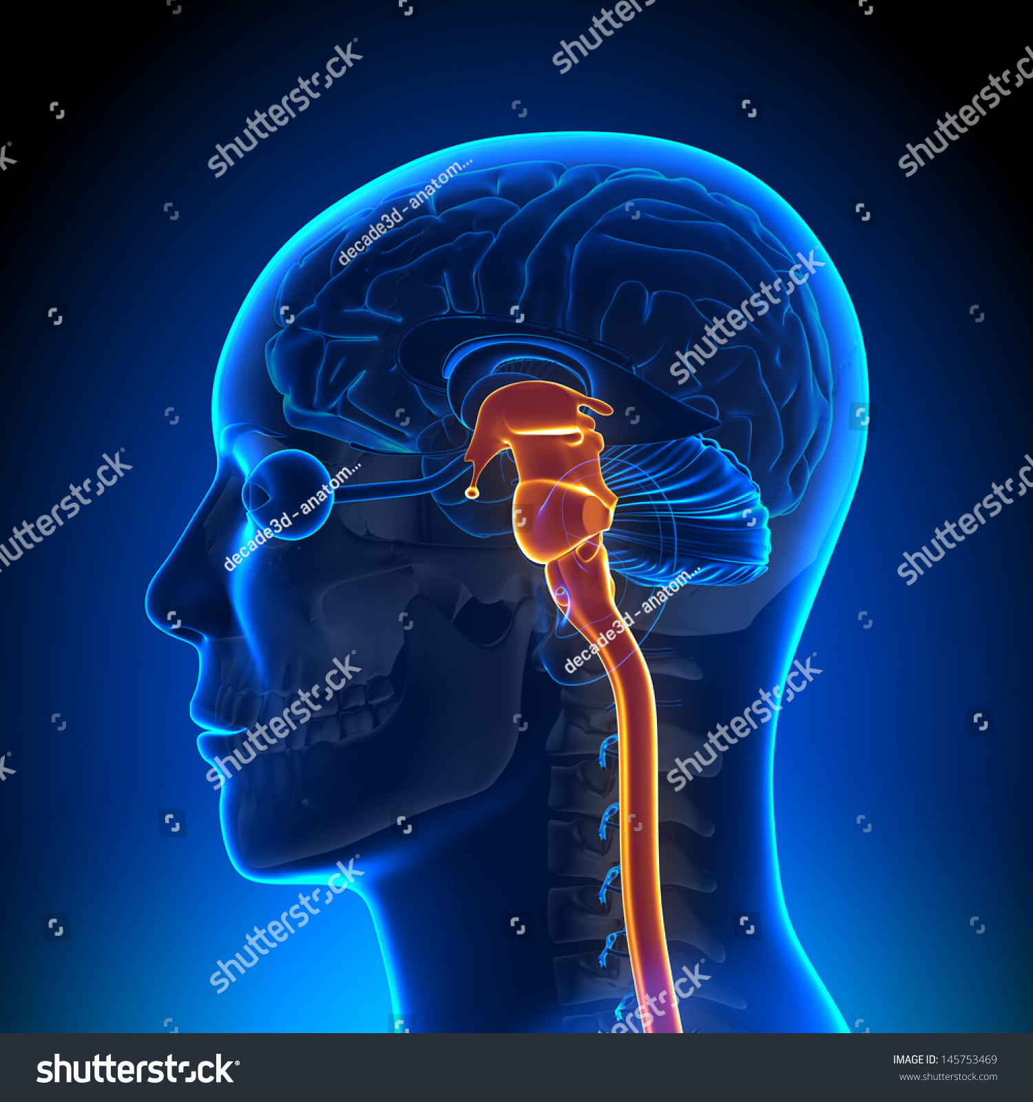 Brain Anatomy Spinal Cord Stock Illustration 145753469 | Shutterstock