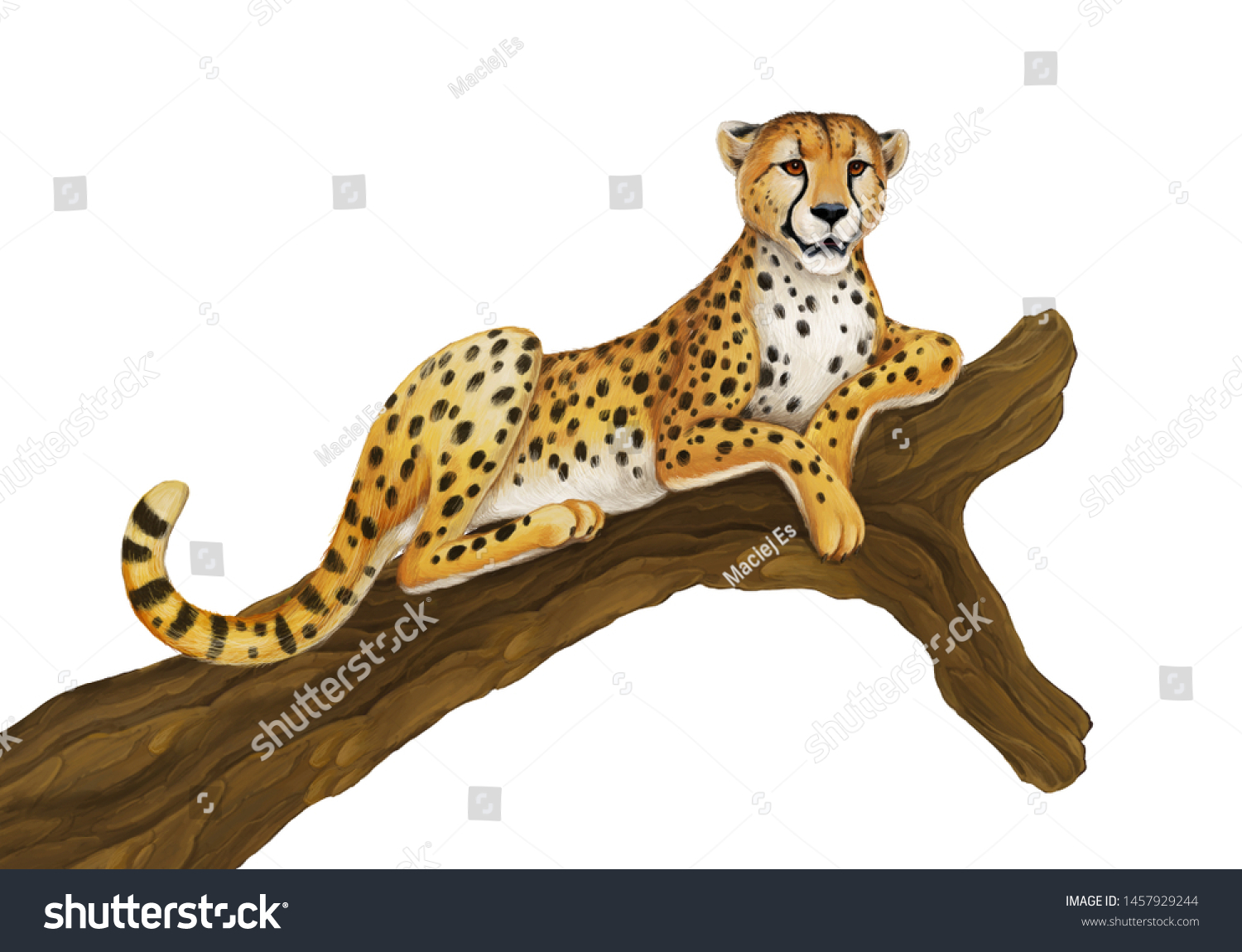 Гепард на дереве рисунок