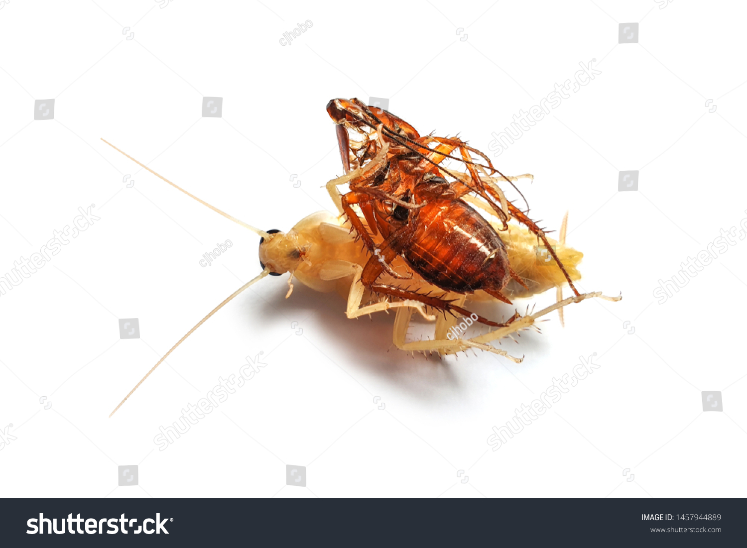 Cockroaches Molting Isolated On White Backgroundclose Stock Photo ...