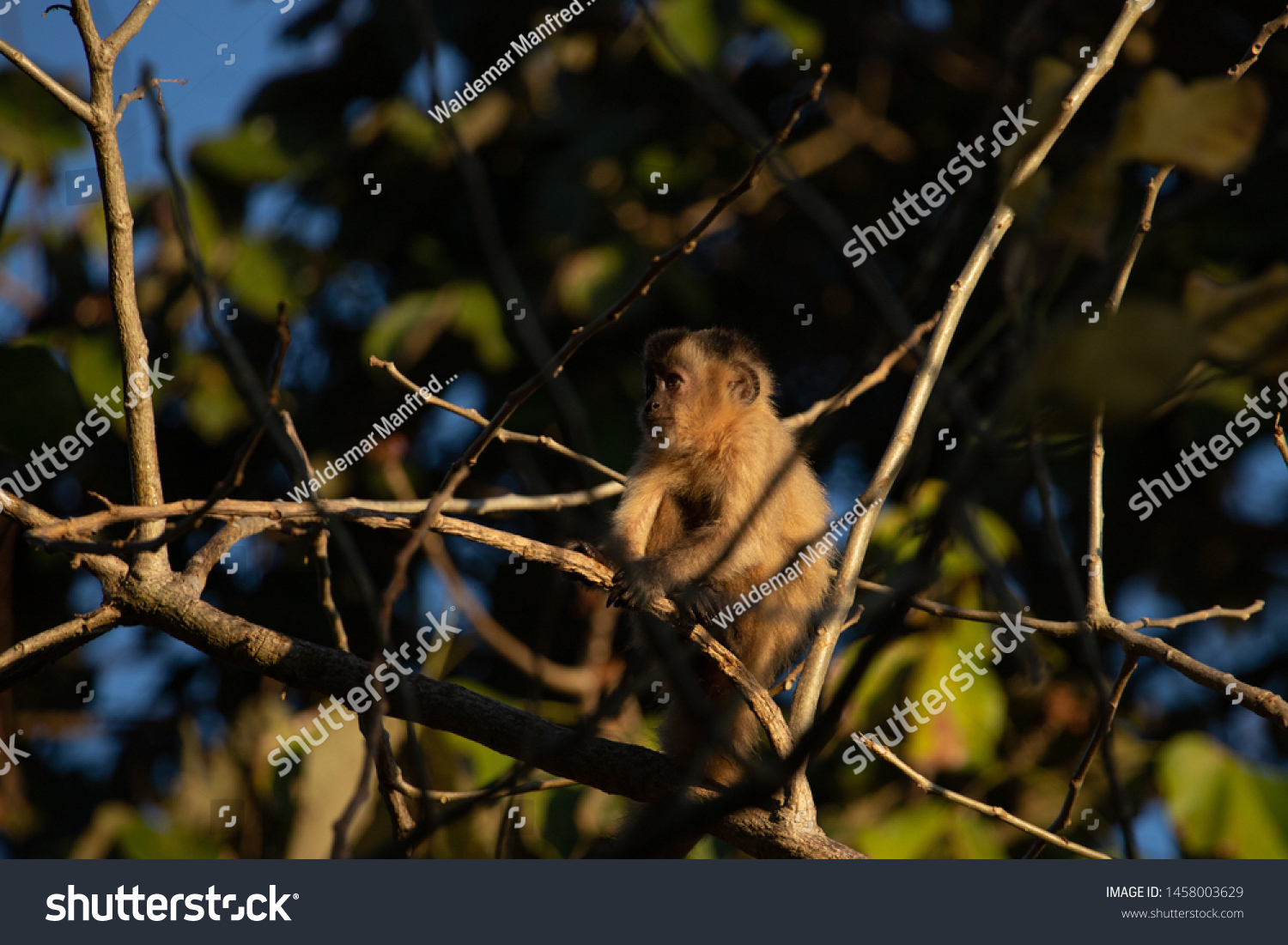 Baby Tufted Capuchin Cebus Apella Known Stock Photo 1458003629 ...