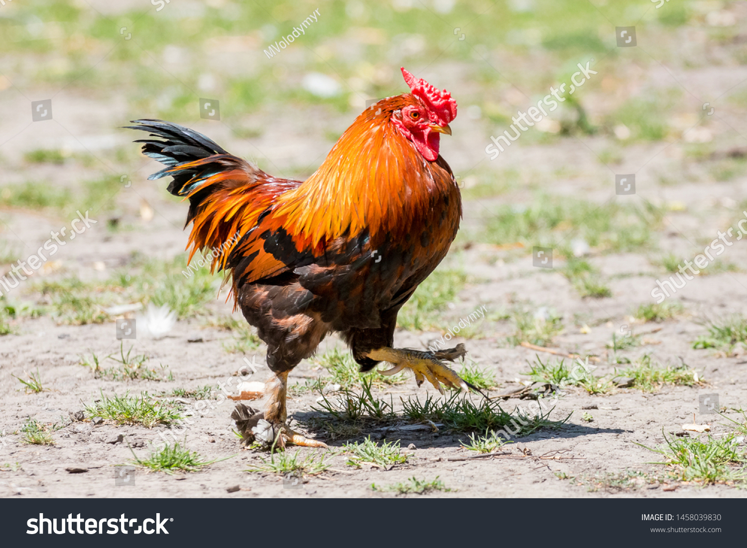 Dwarf Cock