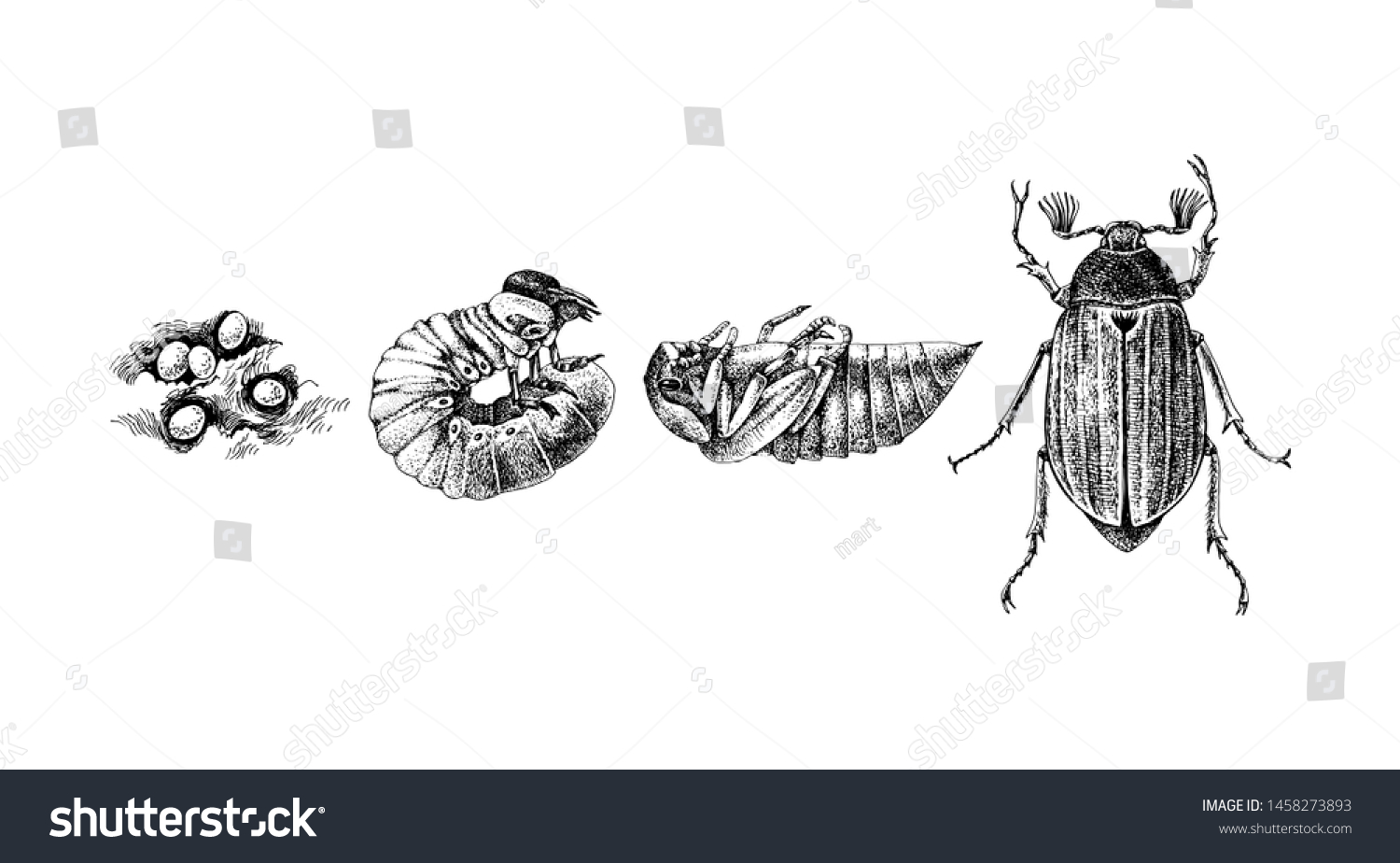Цикл жизни майского жука