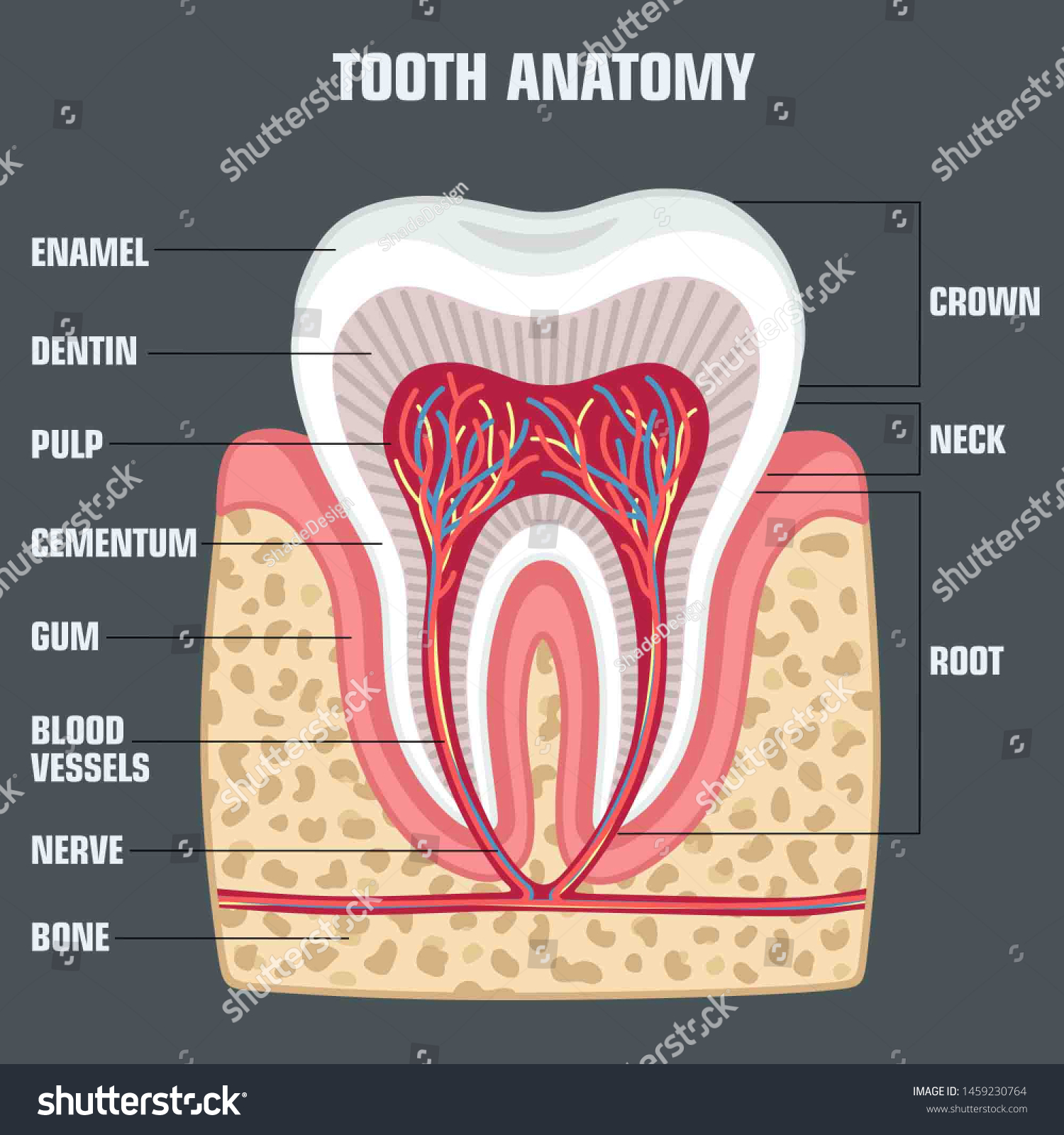 Medical Vector Icon Dental Tooth Anatomy Stock Illustration 1459230764 ...