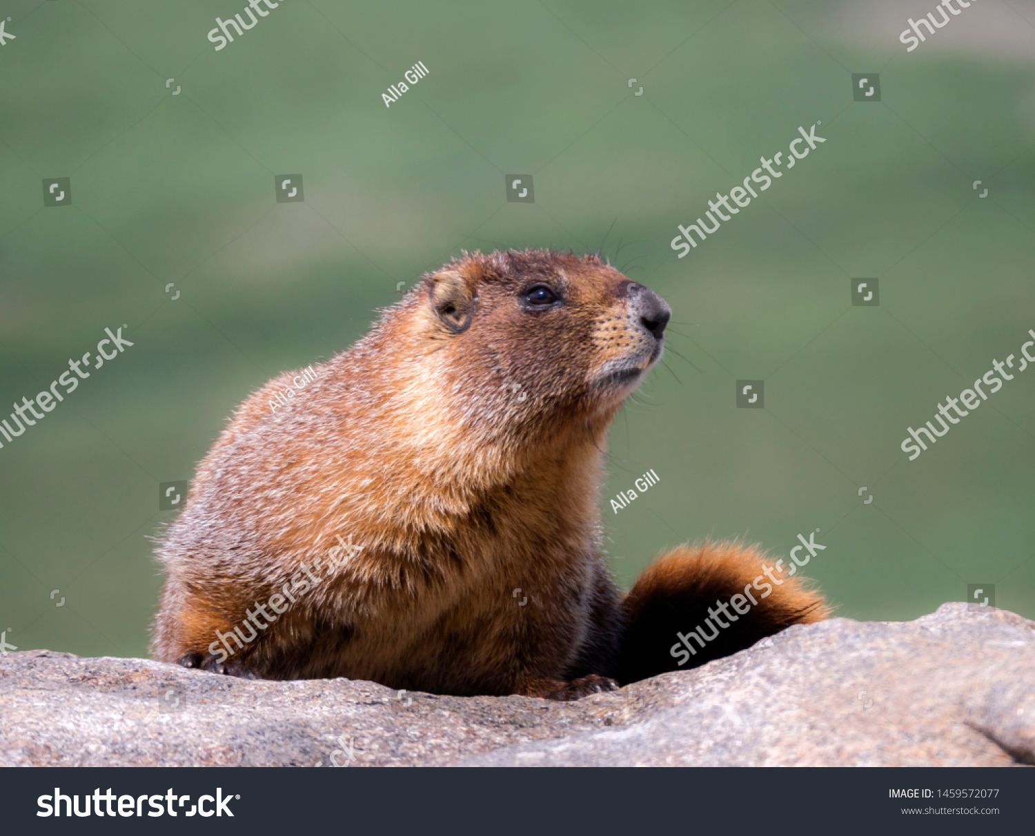 Marmot Burrowing Rodents Squirrel Family That Stock Photo 1459572077 ...