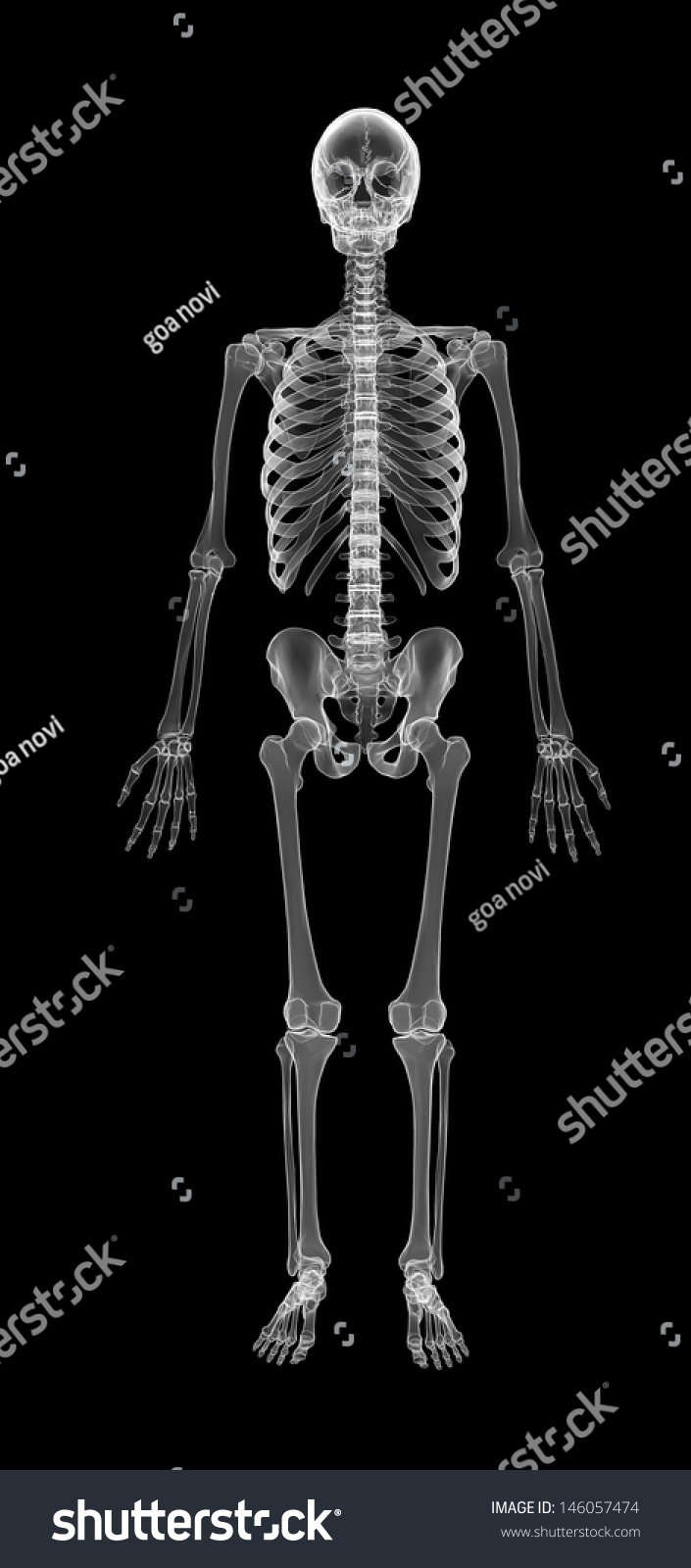 Human Skeleton Isolated On Black Xray Stock Illustration 146057474 ...