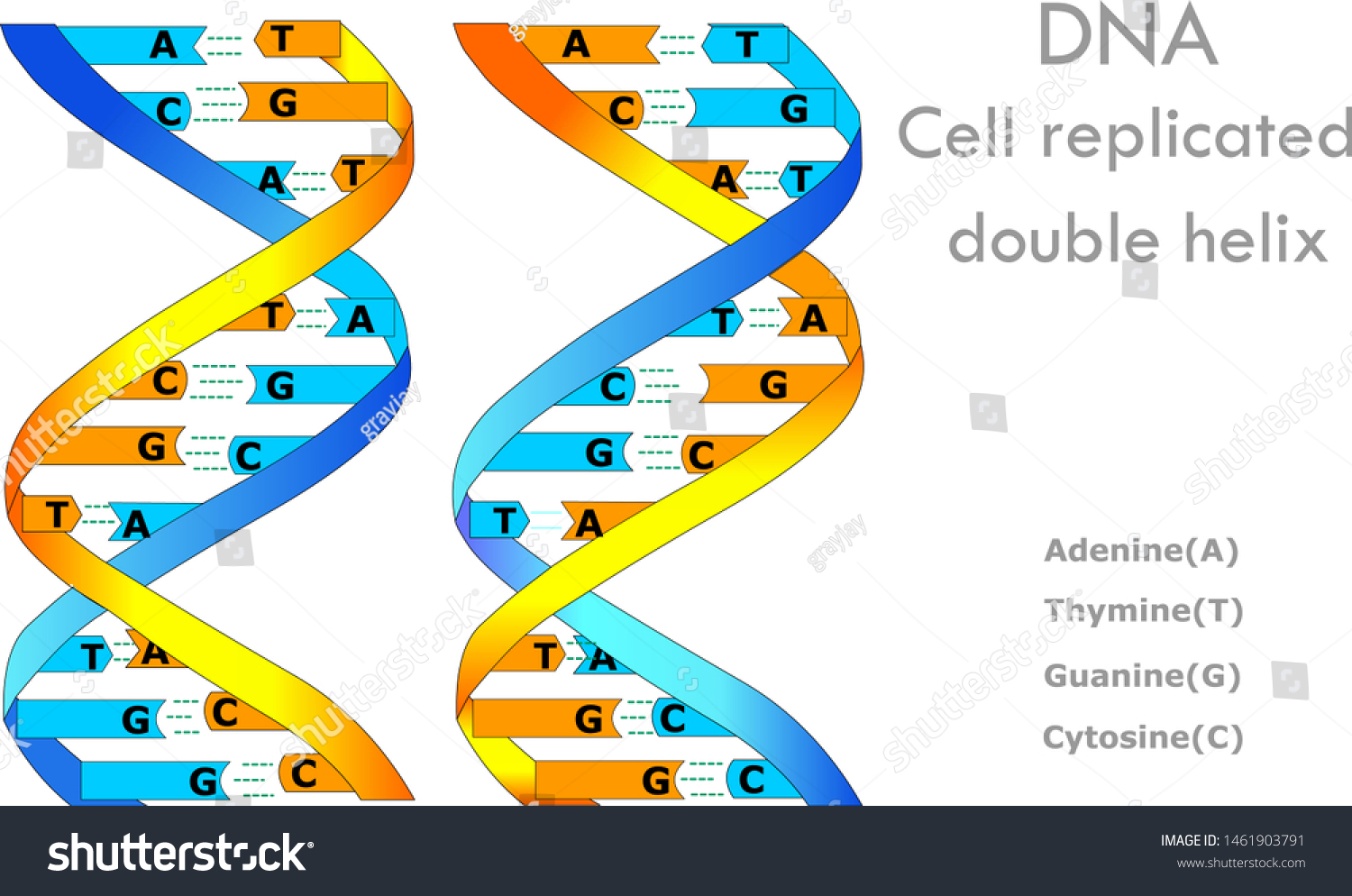 Dna Cell Replicated Double Helix Dna Stock Vector (Royalty Free ...