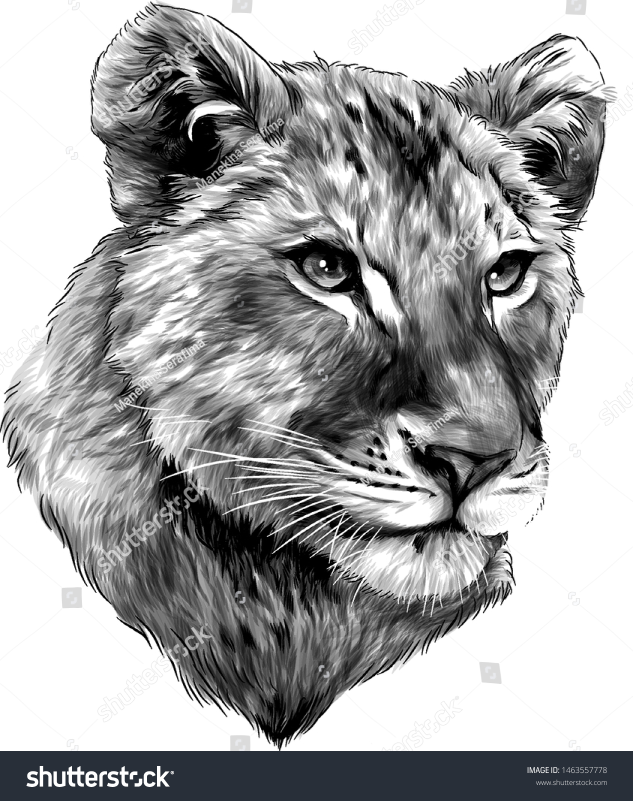 Little Lion Cub Head Sketch Vector Stock Vector (Royalty Free ...