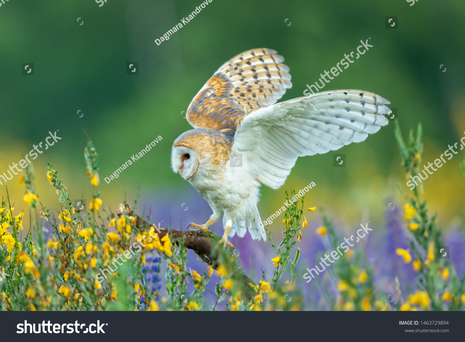 barn owl landing