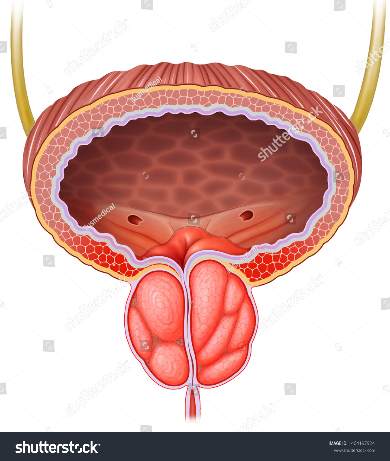 Простата крупным планом. Предстательная железа, Prostata. Аденома простаты анатомия. Простата и предстательная железа. Простата у мужчин.