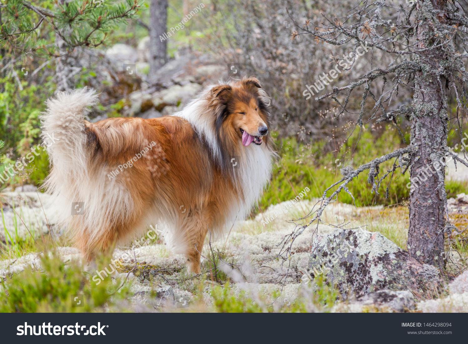 are rough collies friendly