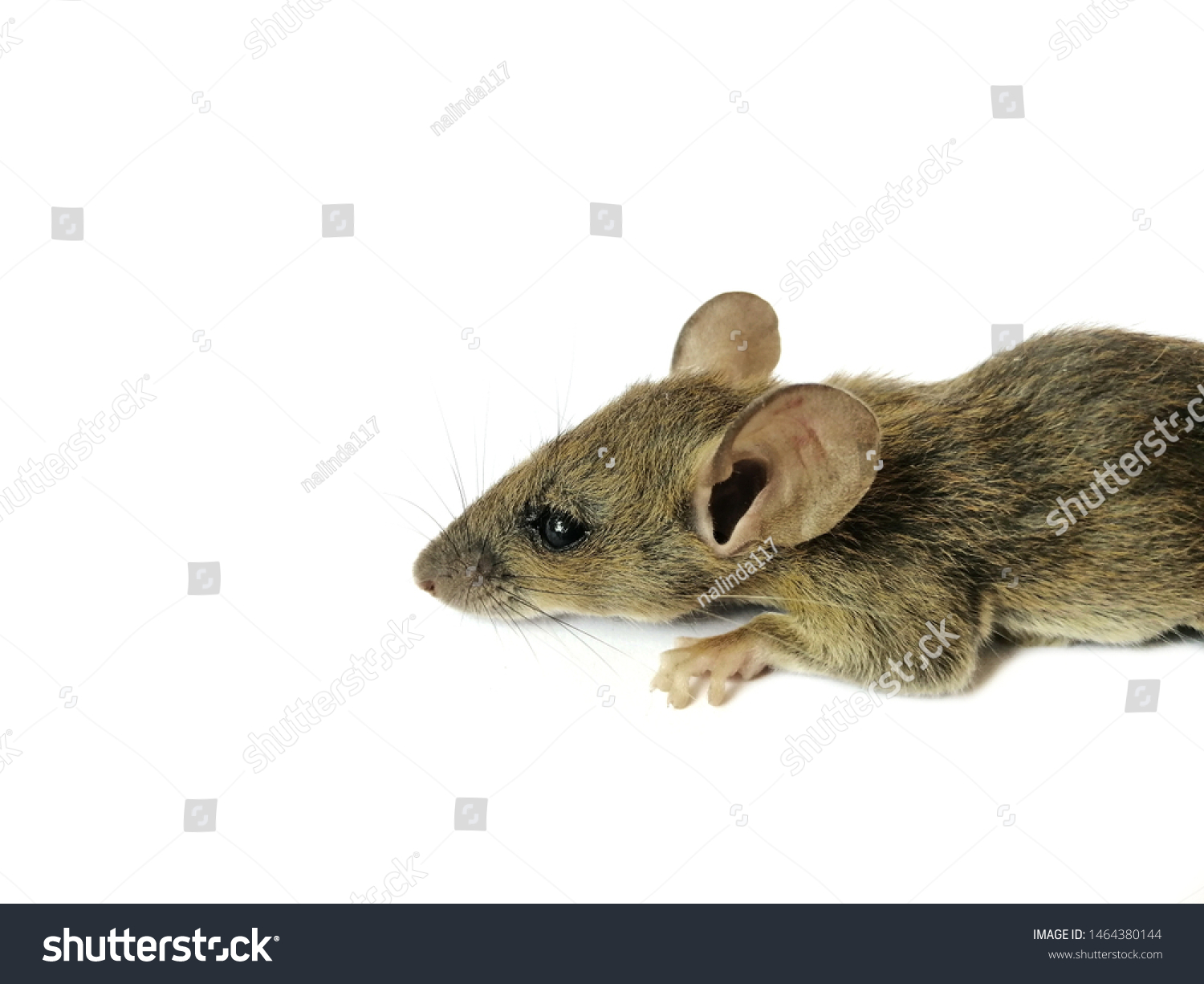 Side View Mouse Isolated Stock Photo 1464380144 