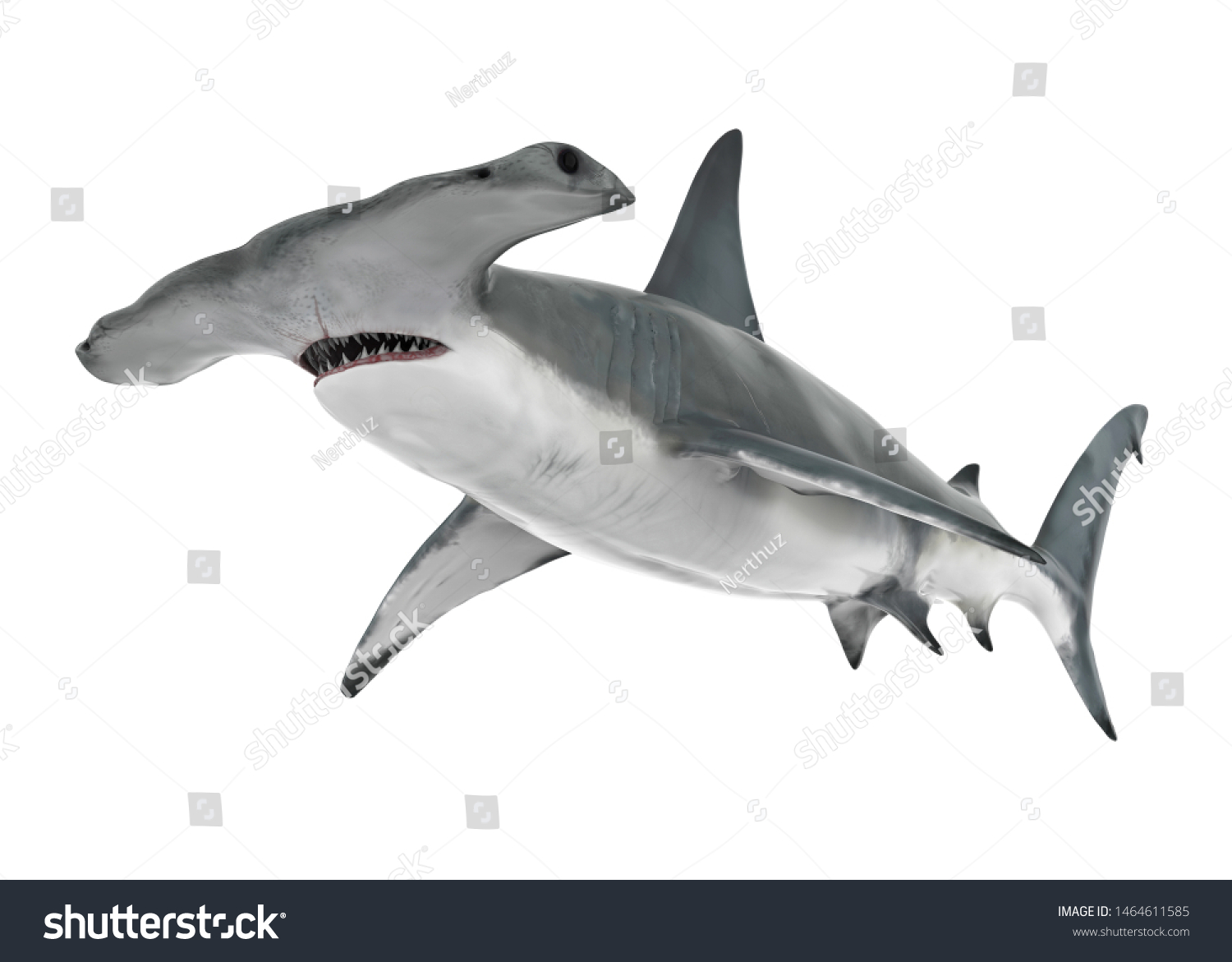 Hammerhead Shark Isolated 3d Rendering Stock Illustration 1464611585 ...