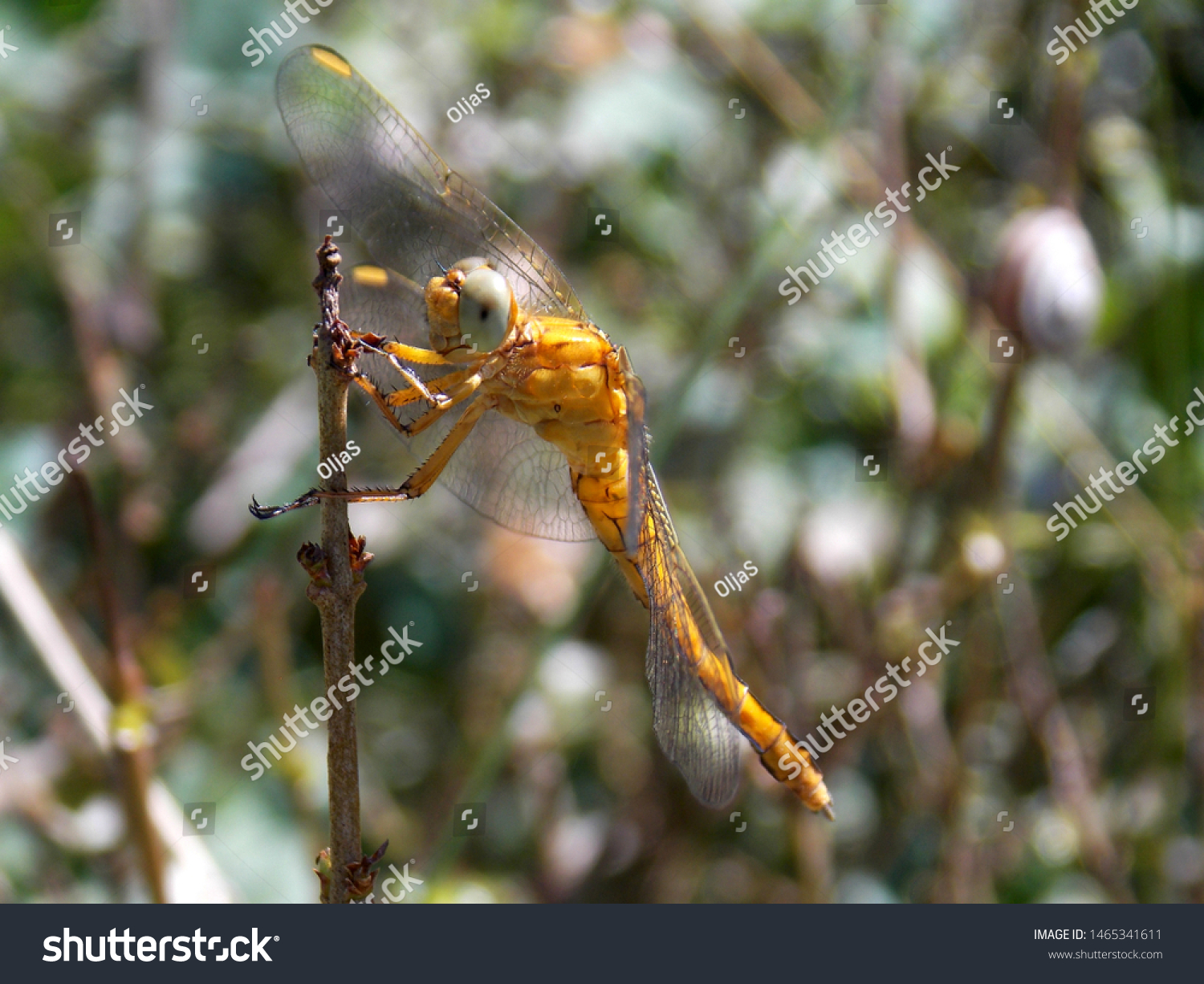 オンタリオ州ピナリー州立公園に口を開けた緑のカエル ラナクリマ 写真素材 Shutterstock