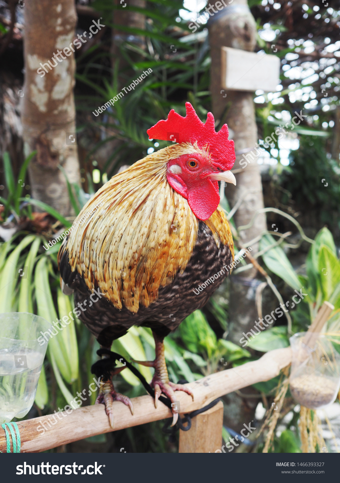 母鸡和保护小鸡库存照片 Shutterstock
